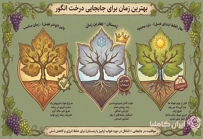 بهترین زمان جابجایی درخت انگور